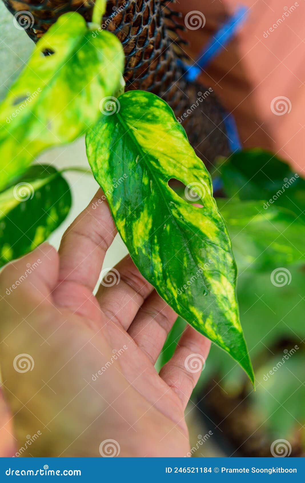 Epipremnum Pinnatum Yellow Flame Number Number 1 Stock Photo - Image of  pattern, foliage: 246521184