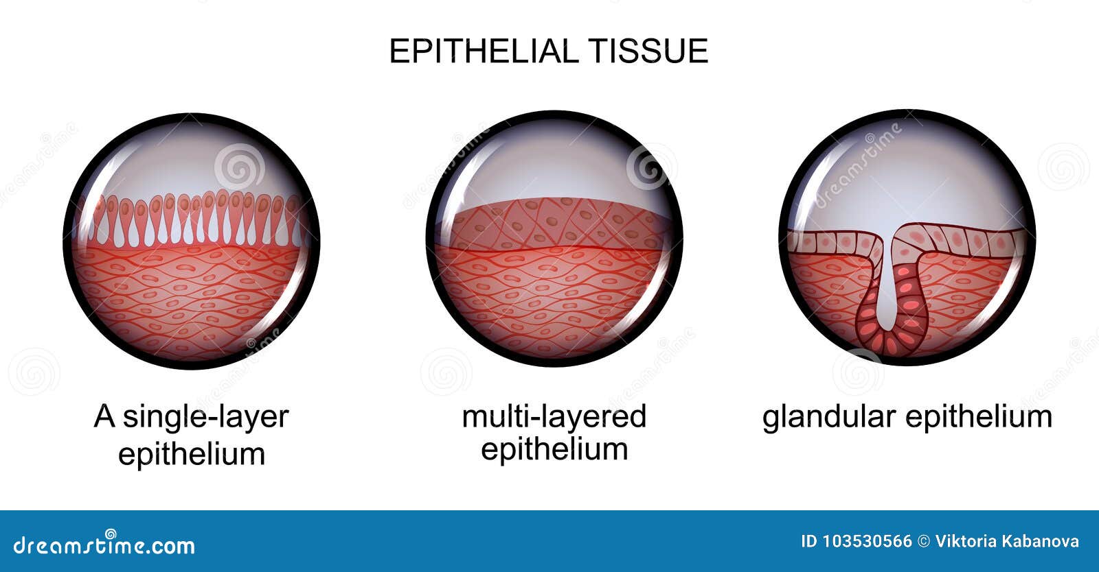 Epithelial Tissue Stock Illustrations 347 Epithelial Tissue Stock