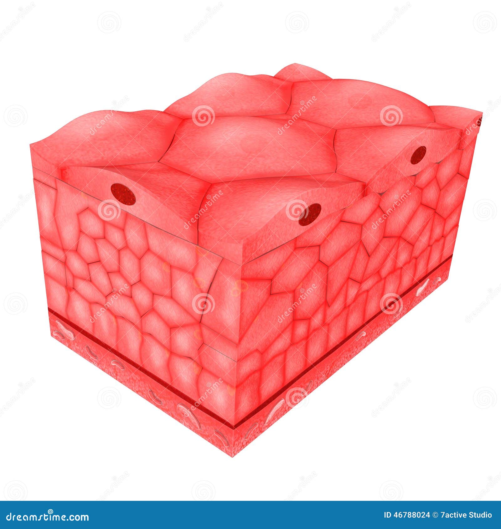 clipart of human tissue - photo #2