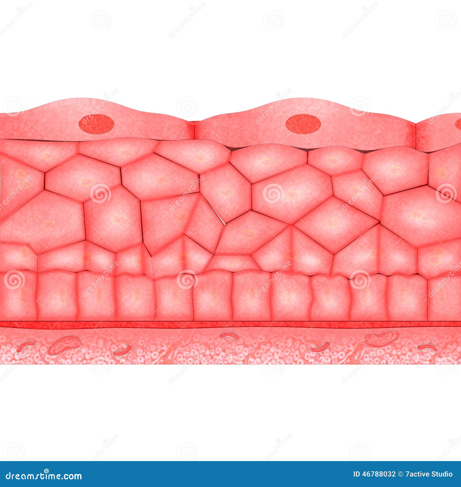 clipart of human tissue - photo #17