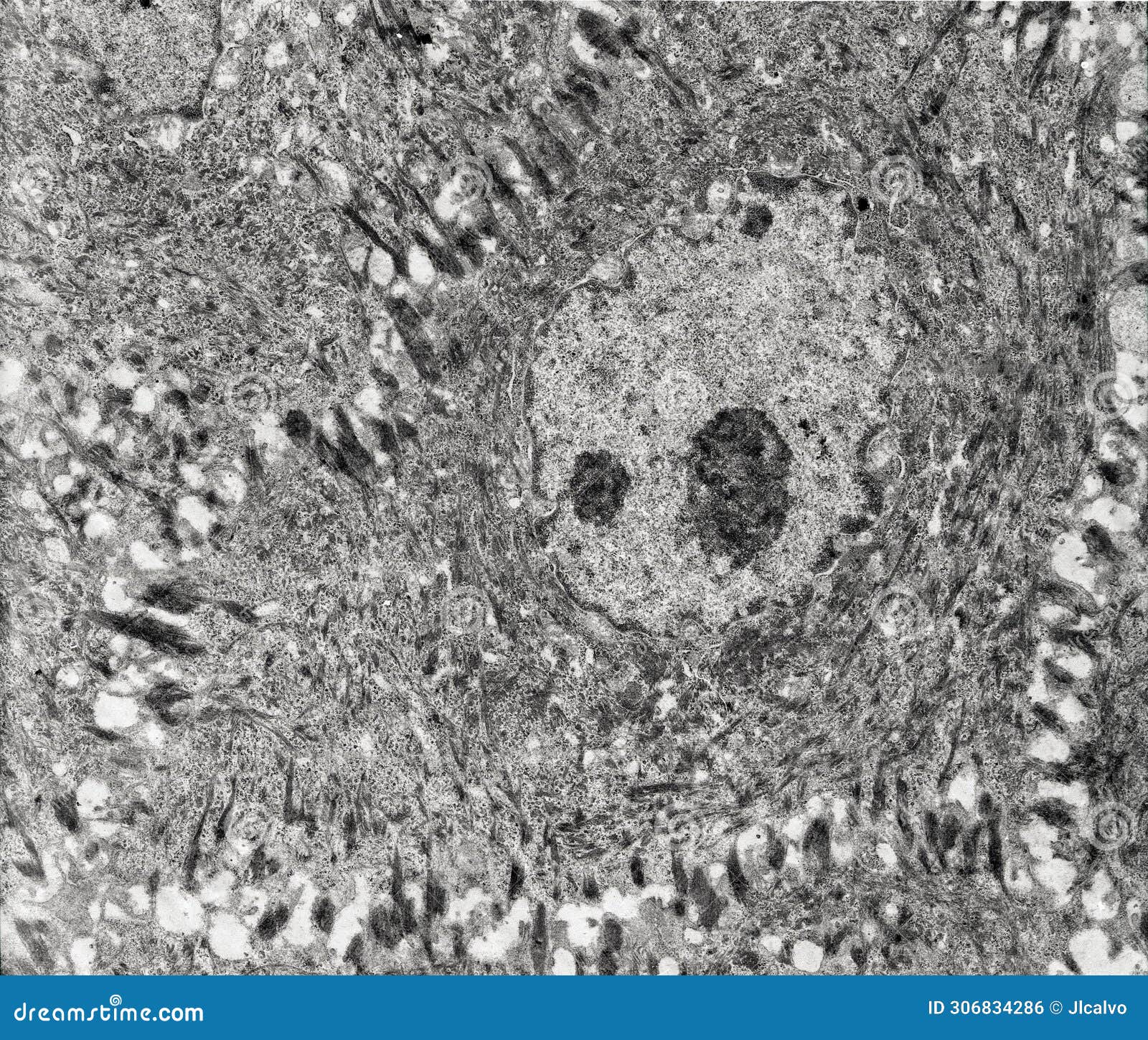 epithelium. intercellular space