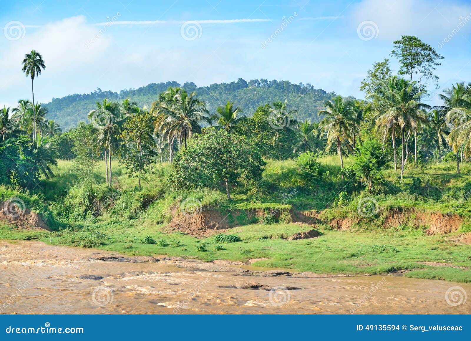 equatorial forest