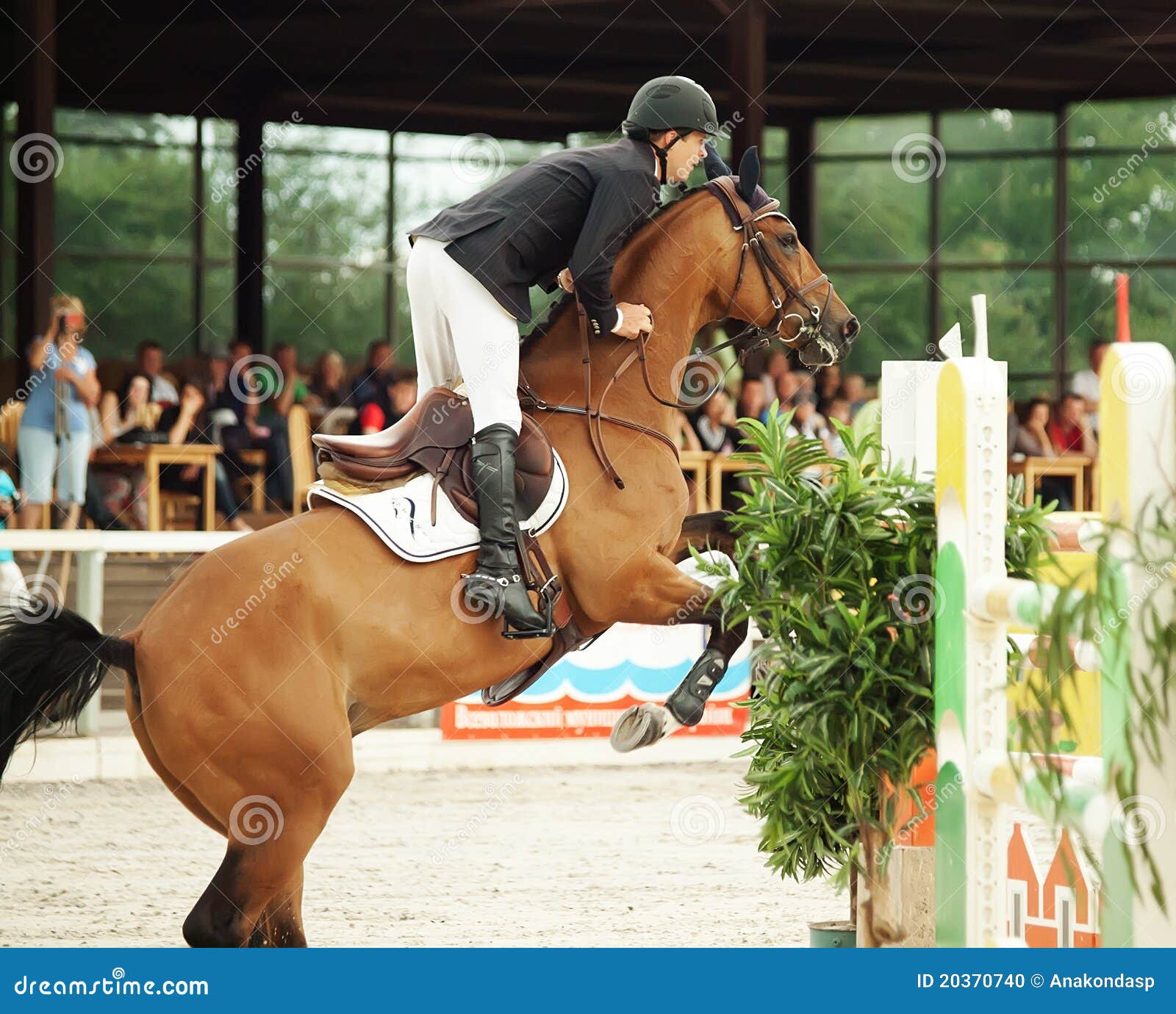Equestrian jumping sport editorial image. Image of breed 20370740