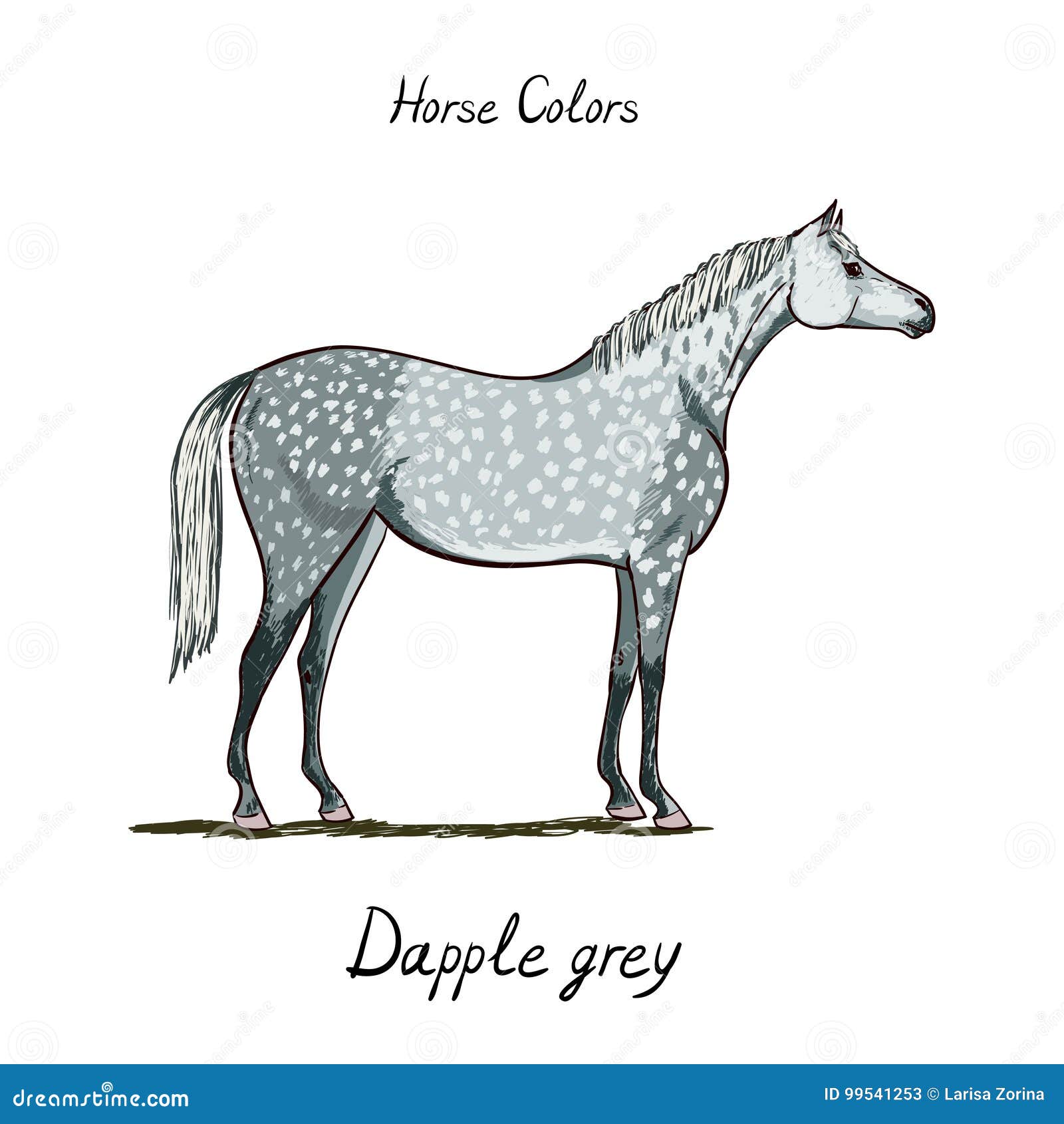 Horse Coat Color Chart