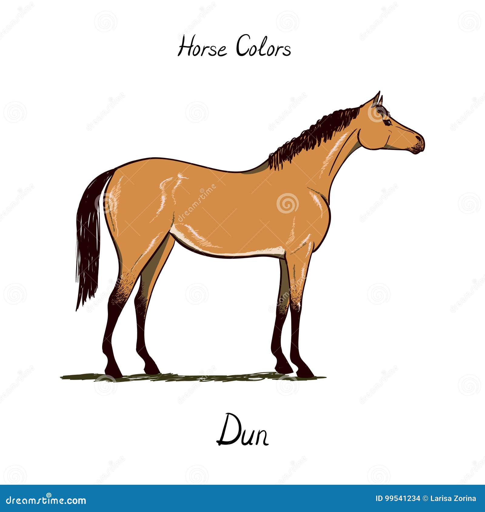 Horse Tack Color Chart