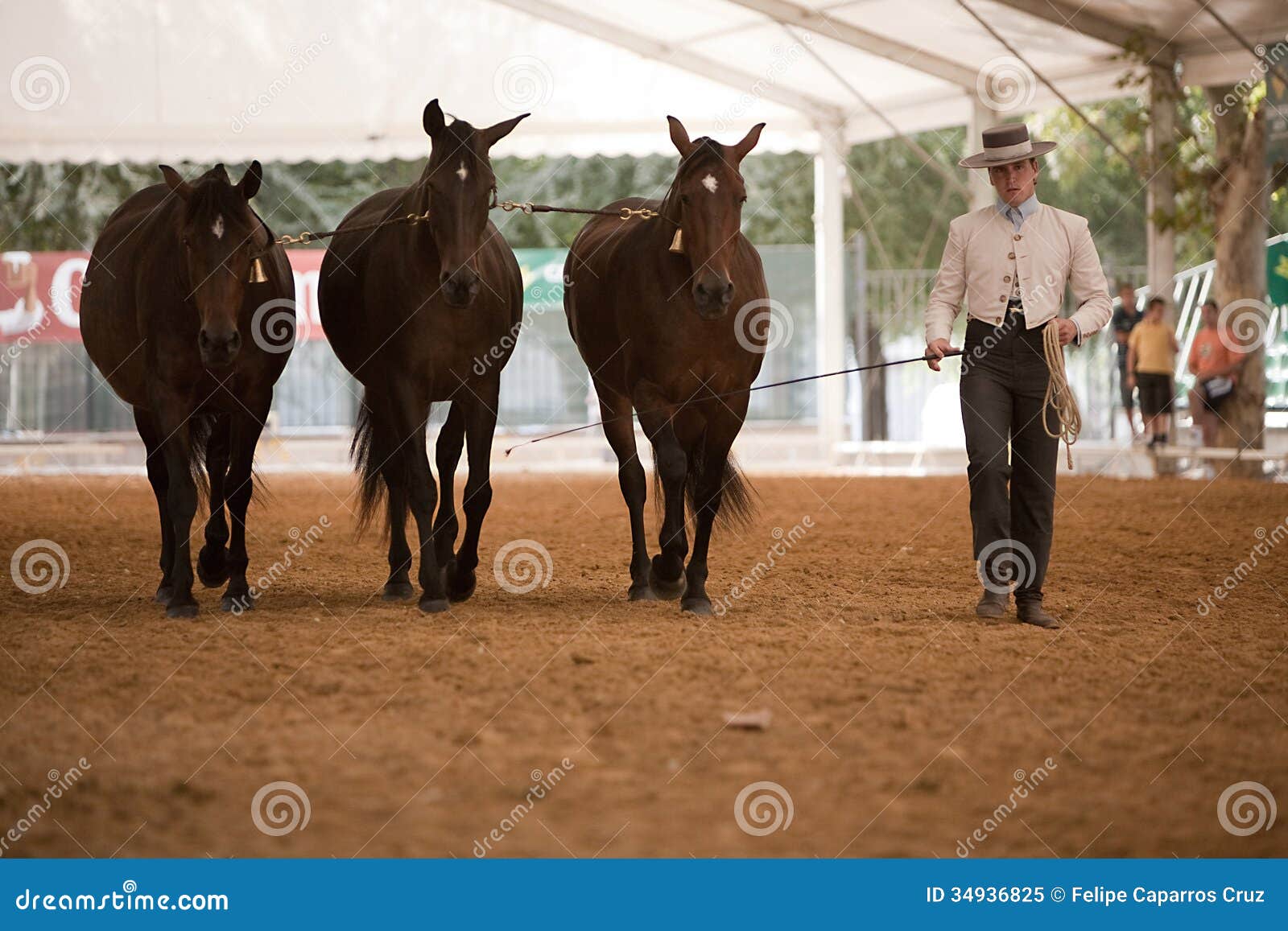 Equestrian Test Functionality with 3 Pure Spanish Horses Editorial