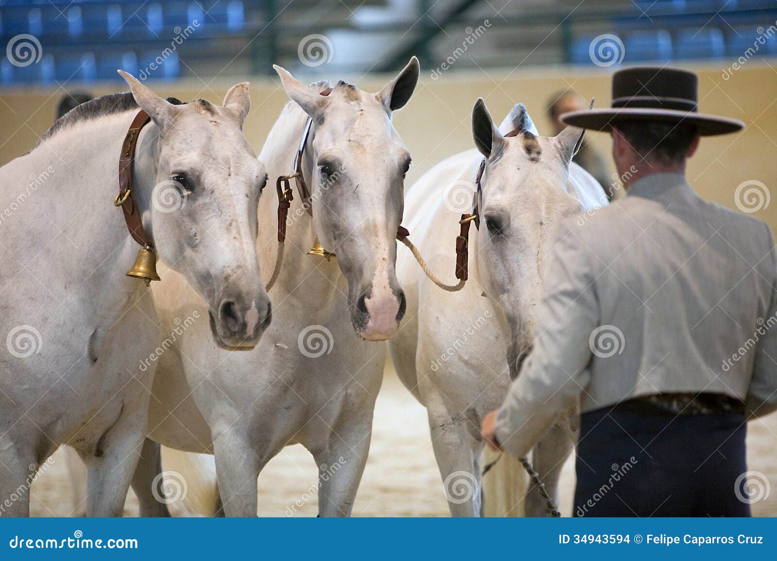 Equestrian Test Of Morphology To Pure Spanish Horses Editorial Image