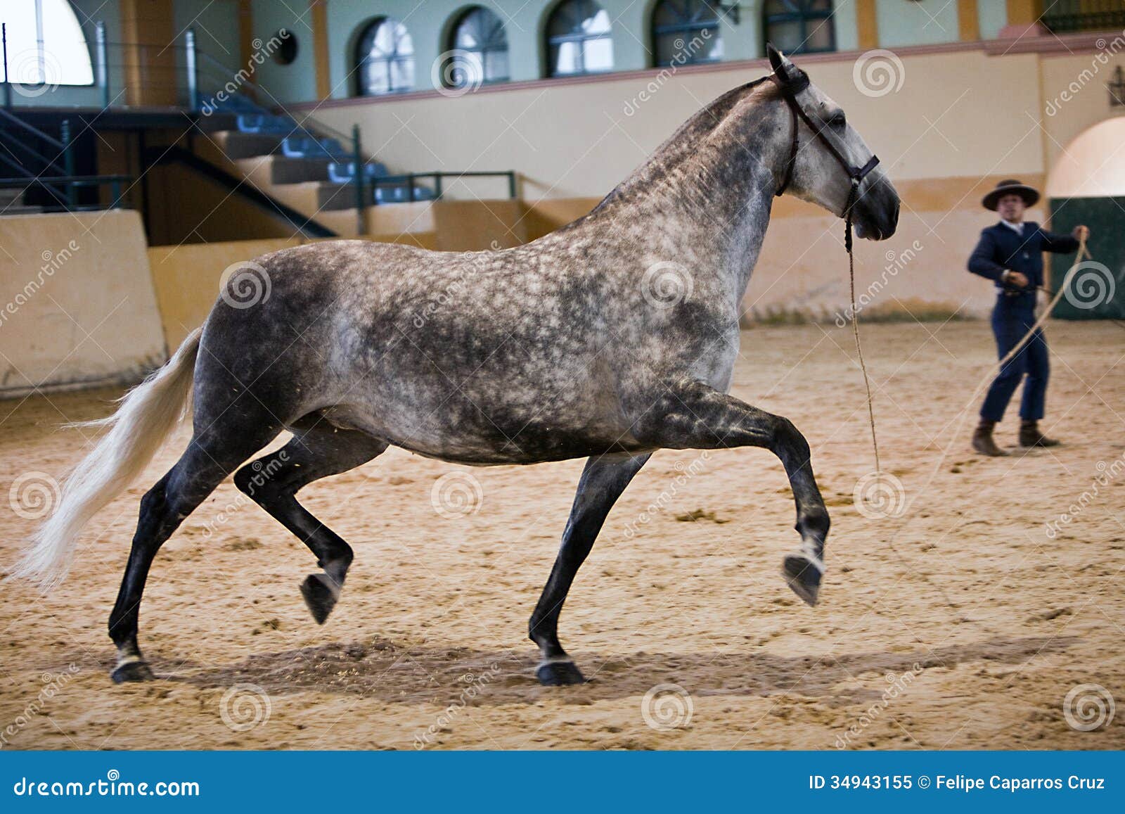 Equestrian Test of Morphology To Pure Spanish Horses Editorial Image
