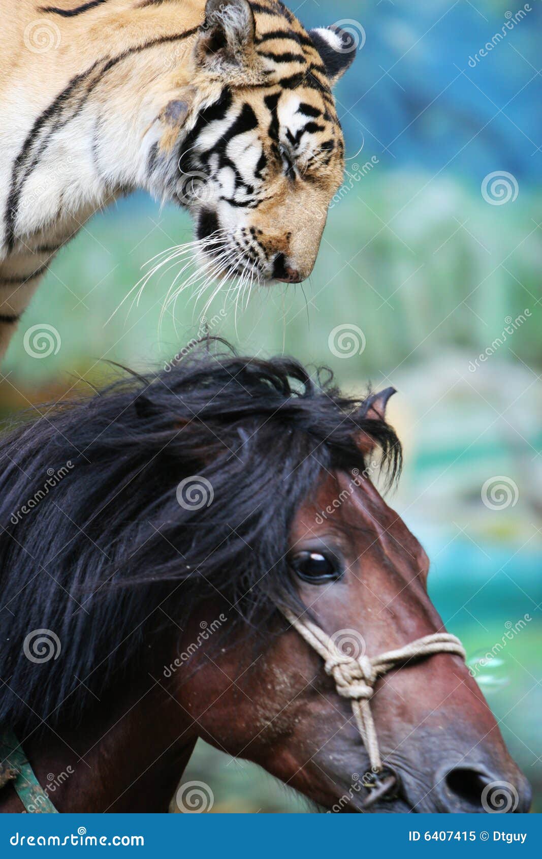 The Equestrian Tiger of Circus Stock Image Image of felid, equestrian