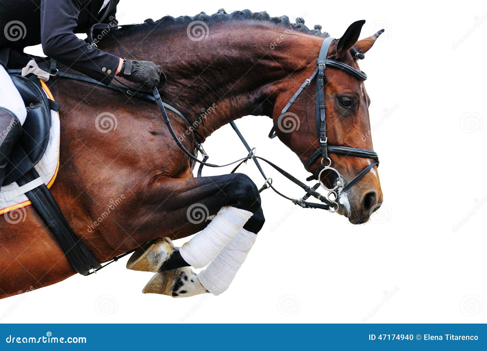 equestrianism: bay horse in jumping show, 