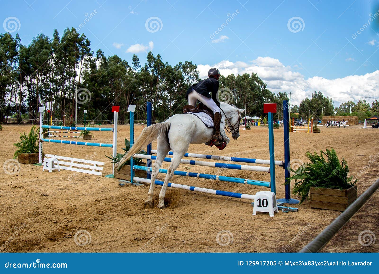 Equestrianism en una reserva portuguesa del caballo de la naturaleza. AlpiarÃ§a - Portugal, el 21 de octubre de 2018 competencia del Equestrianism en una reserva del caballo de la naturaleza