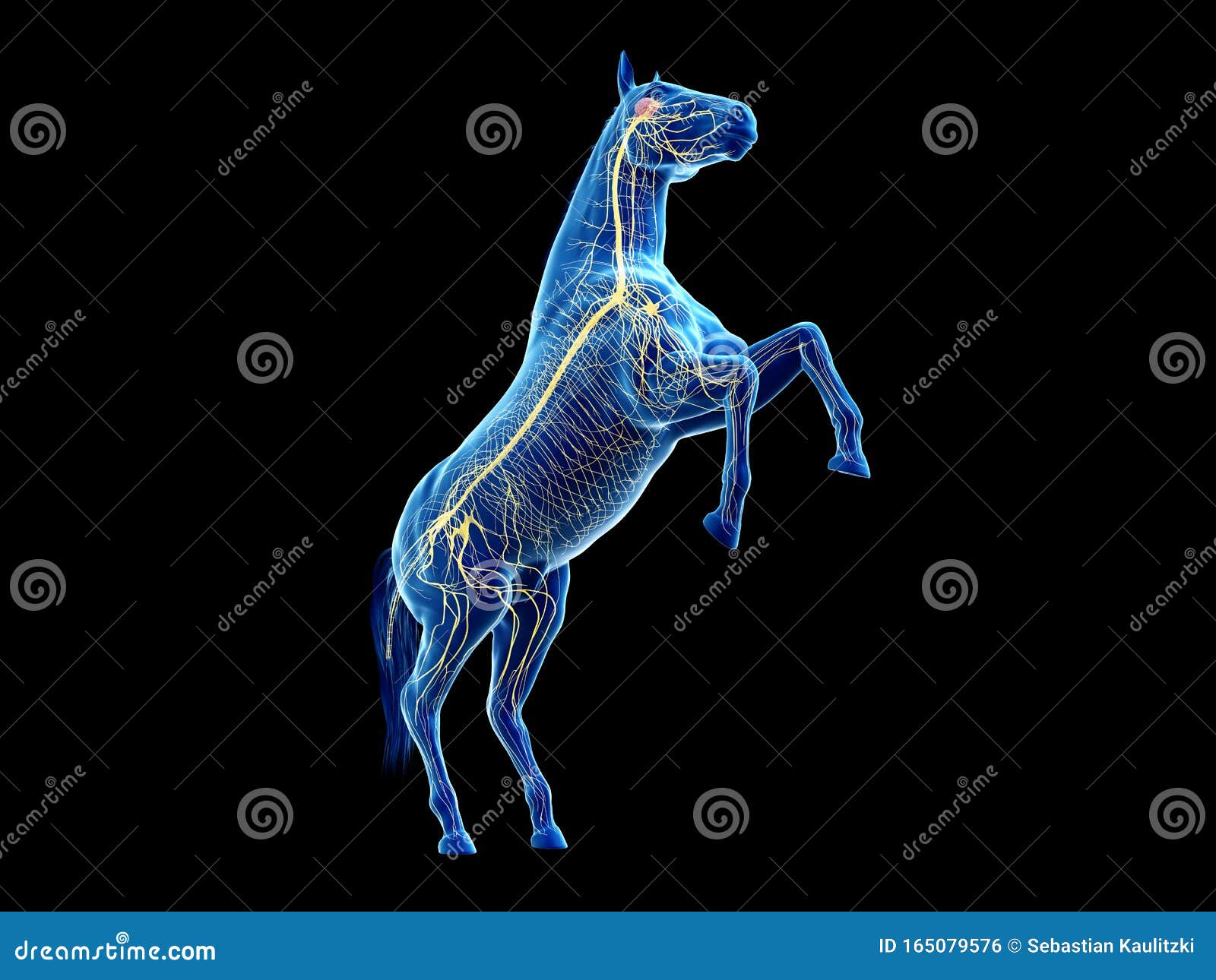 the equine anatomy - the nervous system