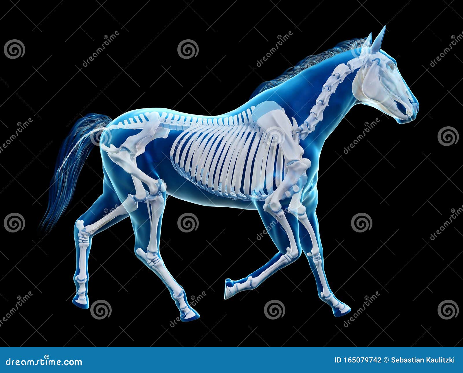 The Equine Anatomy the Skeleton Stock Illustration Illustration of