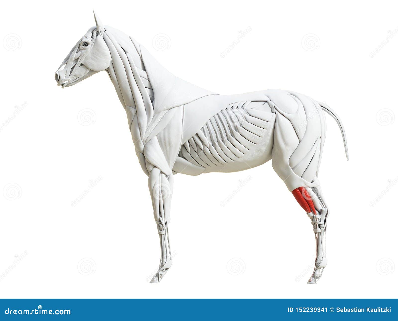 the equine muscle anatomy - extensor digitorum longus