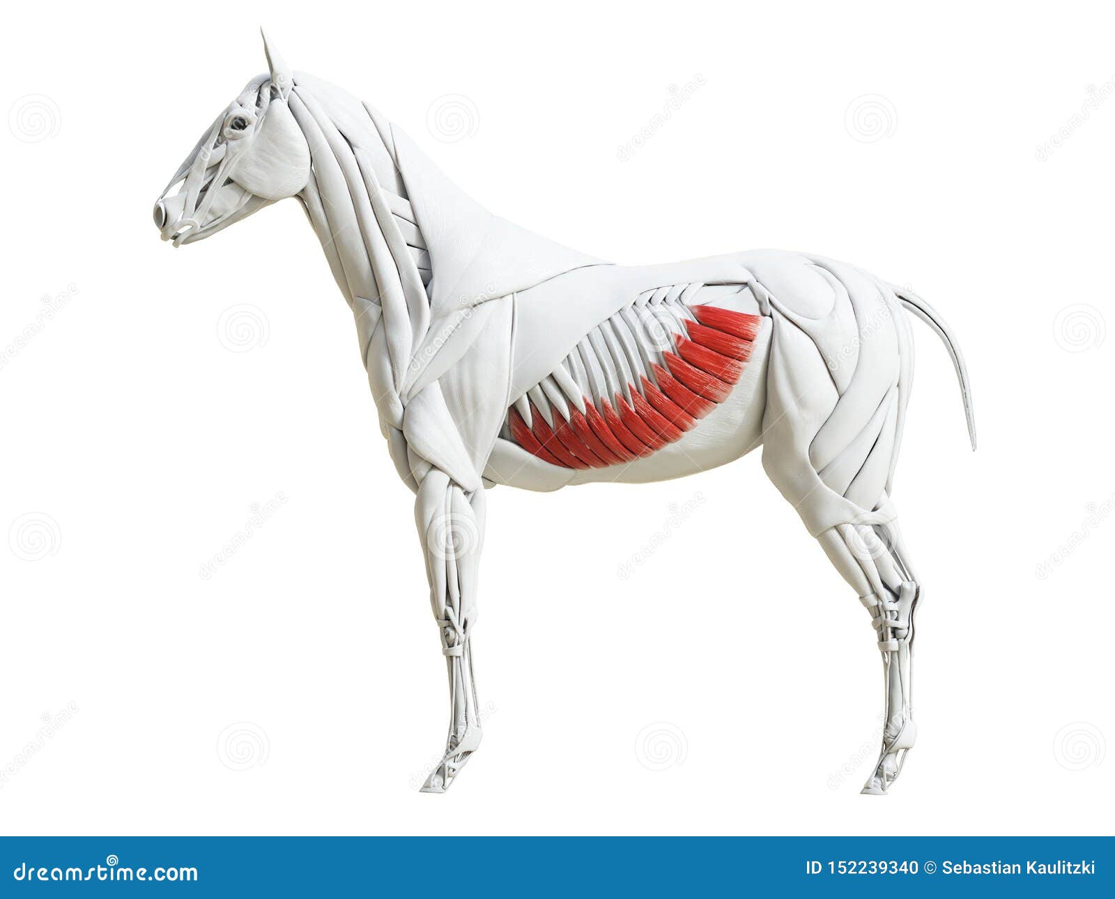 the equine muscle anatomy - external abdominal oblique