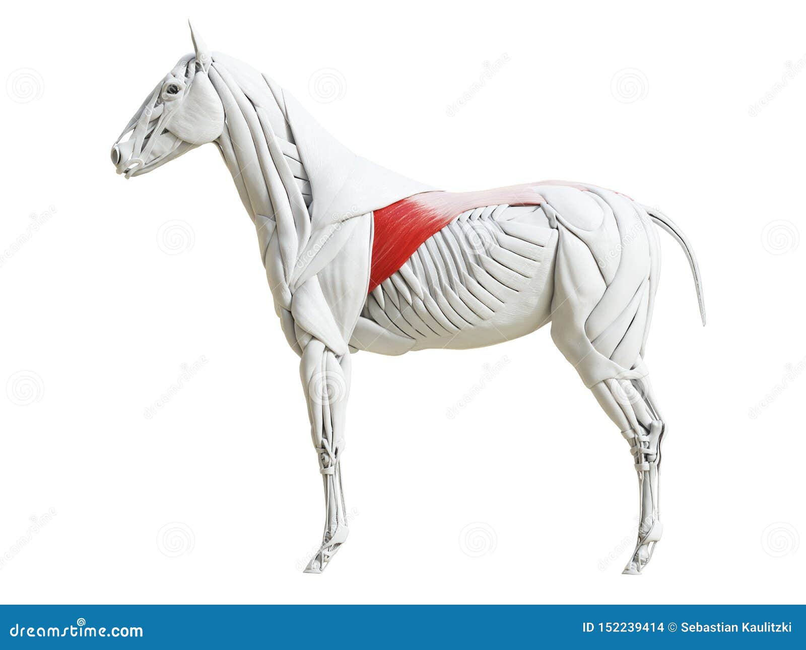 the equine muscle anatomy - latissimus dorsi