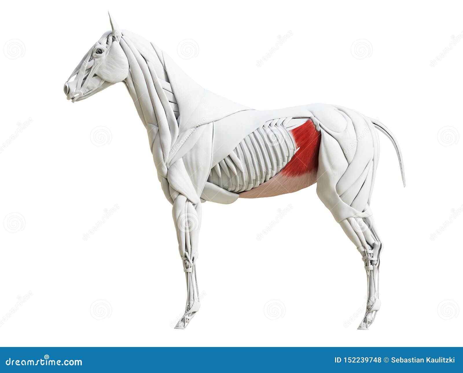 the equine muscle anatomy - obliquus internus abdominis