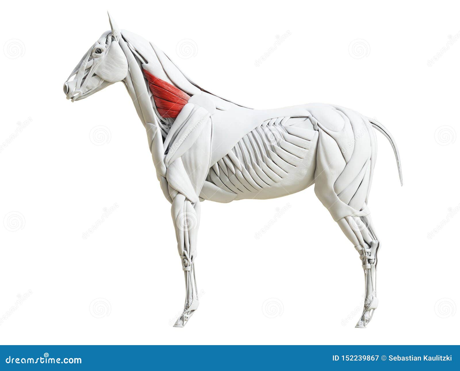 the equine muscle anatomy - serratus ventralis