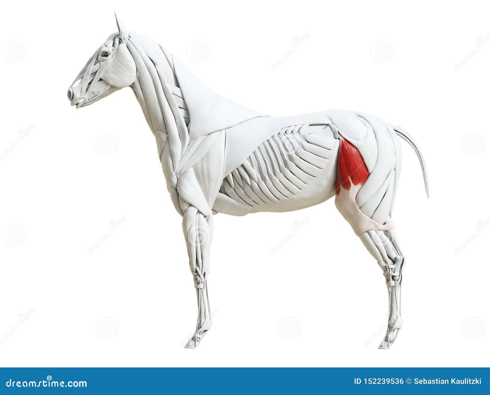 the equine muscle anatomy - tensor fascia latae