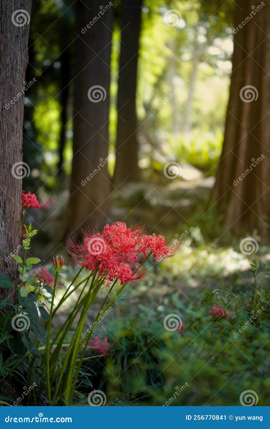 Equinox Flowers Bloom Warmly in Autumn Stock Image Image of beautiful