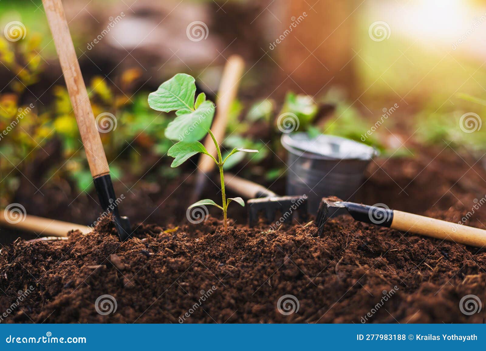 Equipment for Planting Plants and Growing Plants on the Soil Stock