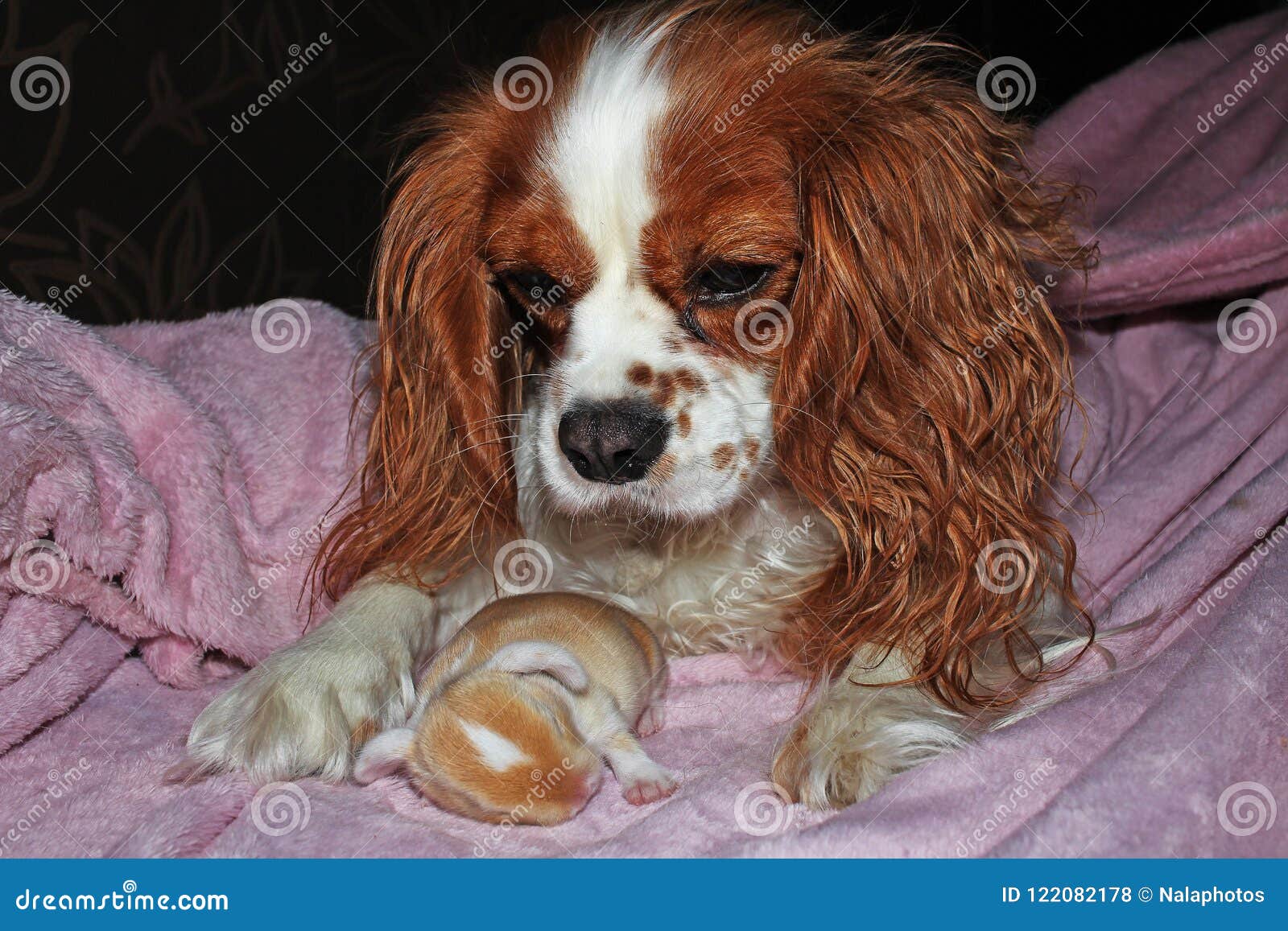 Equipo Recien Nacido Del Perro Y Del Conejo Del Conejito Del Bebe El Perrito Arrogante Del Perro De Aguas De Rey Charles Y Poda A Foto De Archivo Imagen De Primer Equipo Recien Nacido Del Perro Y Del Conejo Del Conejito Del Bebe El Perrito Arrogante Del Perro De Aguas De Rey Charles Y Poda A Foto De Archivo Imagen De Primer