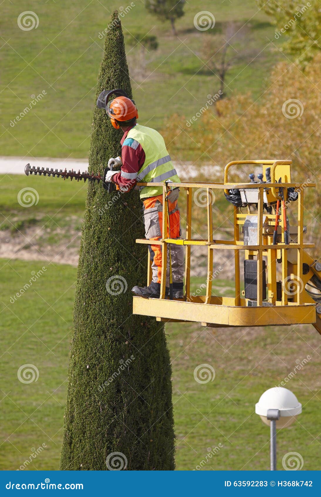 Equipped Man on a Crane Pruning a Cypress with Chainsaw Stock Image