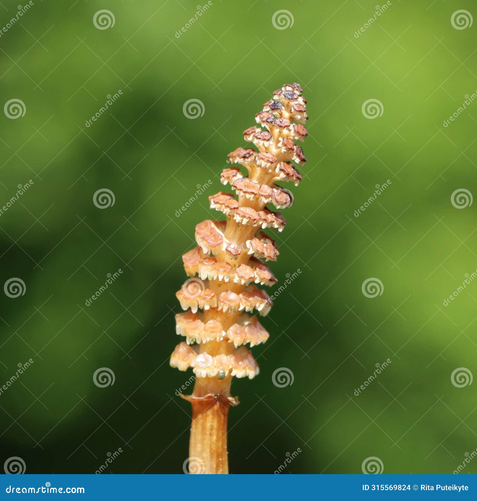 equisetum arvense