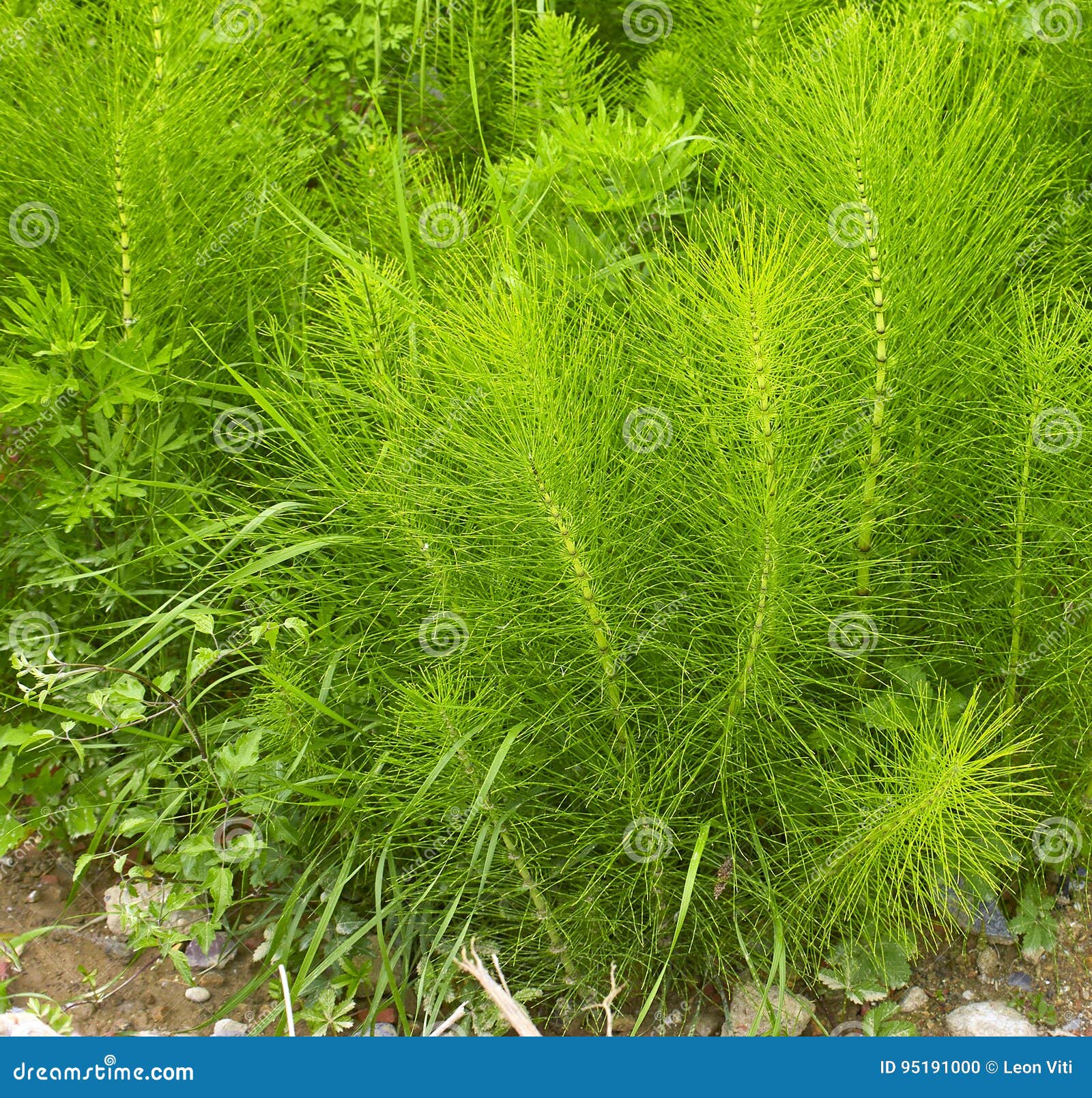 equisetum arvense. horsetail. equisetum. snake grass. puzzlegras