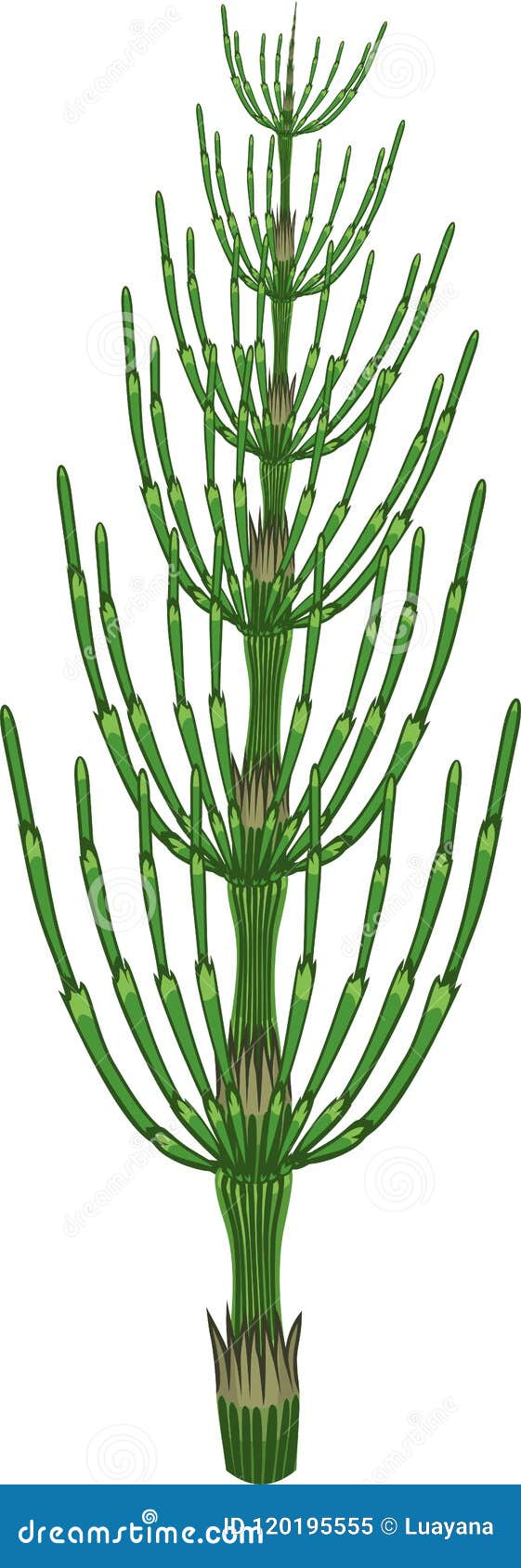 equisetum arvense horsetail green plant on white background