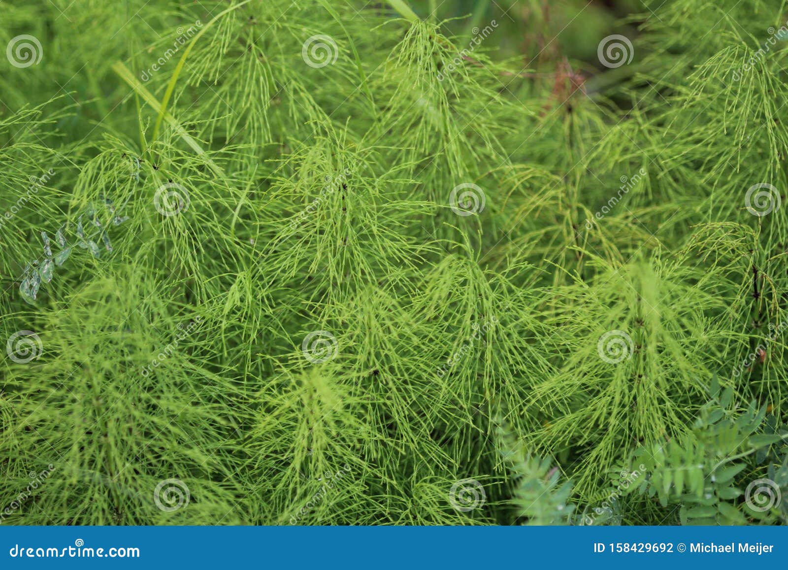 equisetum sylvaticum, the wood horsetail, growing in the forest