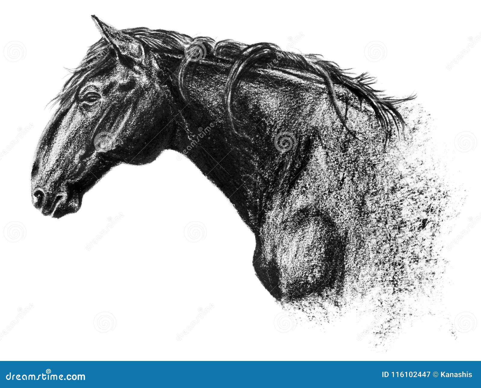 A charcoal horse drawing of mine from years ago This was the first drawing  I did that I liked   rdrawing