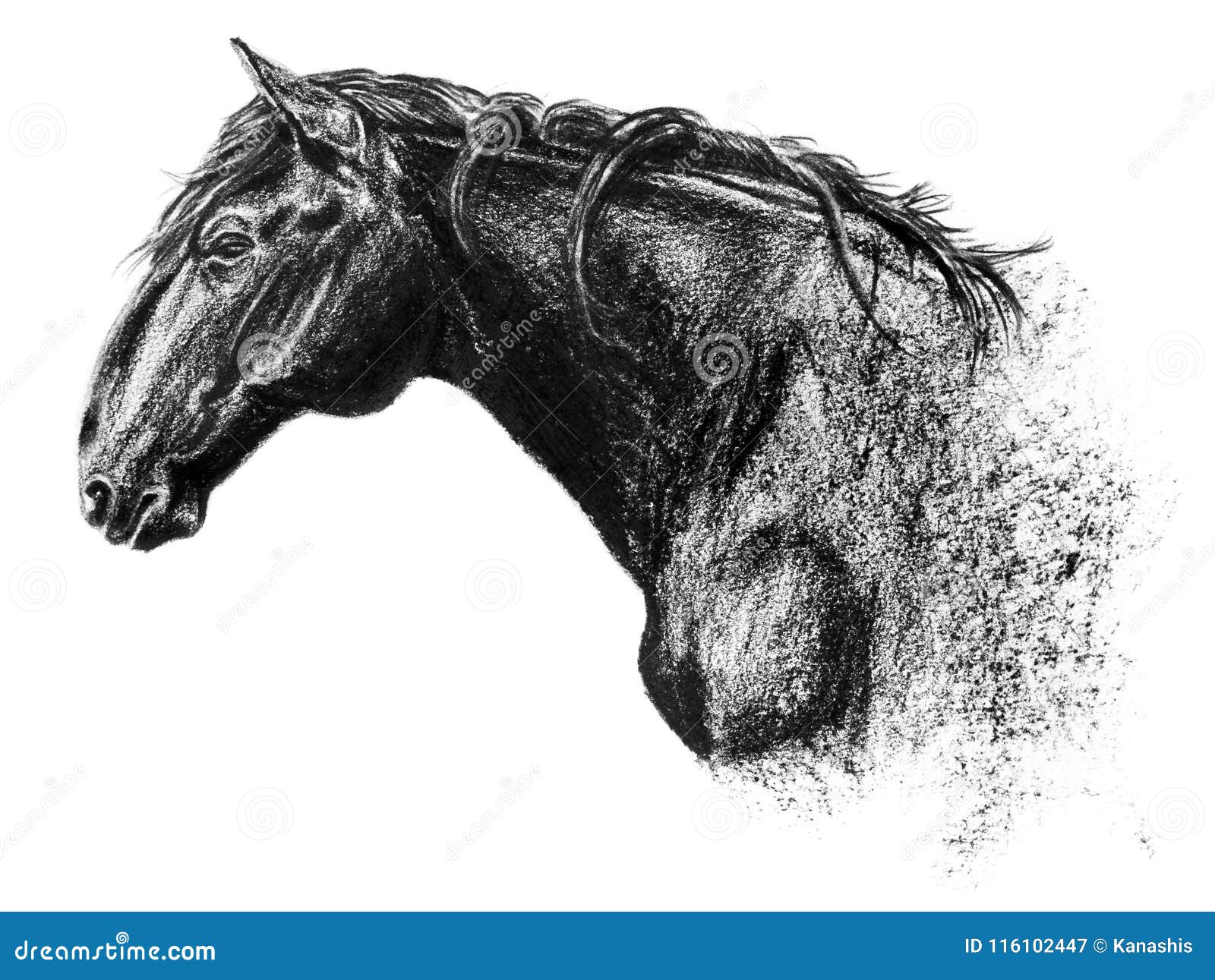 equus bohemicus, the kladruber drawing, charcoal portrait  on white
