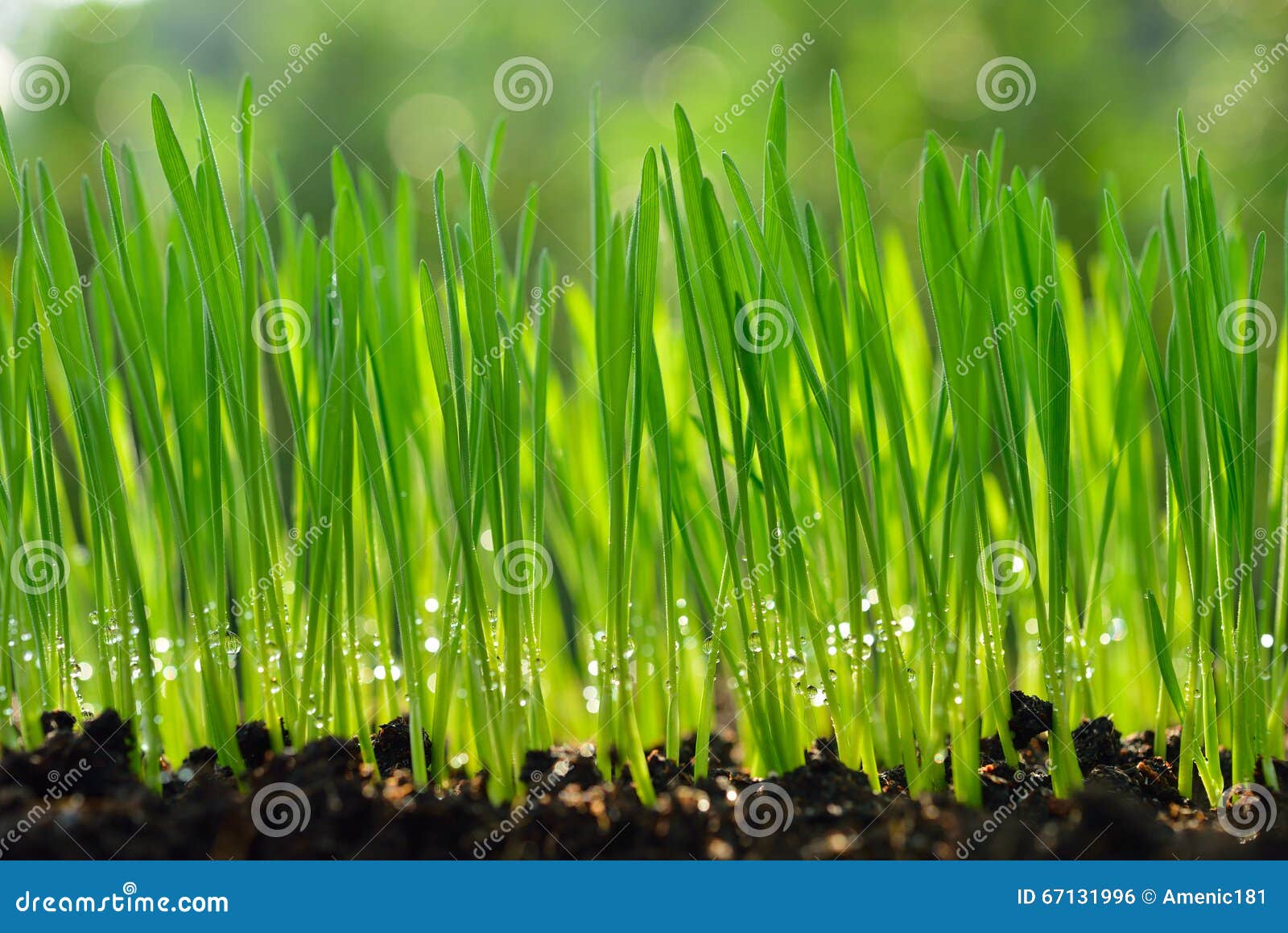 Erba del grano. L'erba verde fresca del grano organica con la rugiada di goccia che cresce dentro naturen