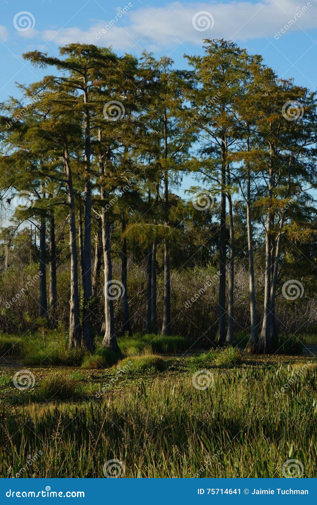 Erba della palude ed il ramo paludoso di fiume. Ciò è un paesaggio di una palude in Florida del sud È prerogativa di natura erbosa delle acque È una palude del cipresso al tramonto