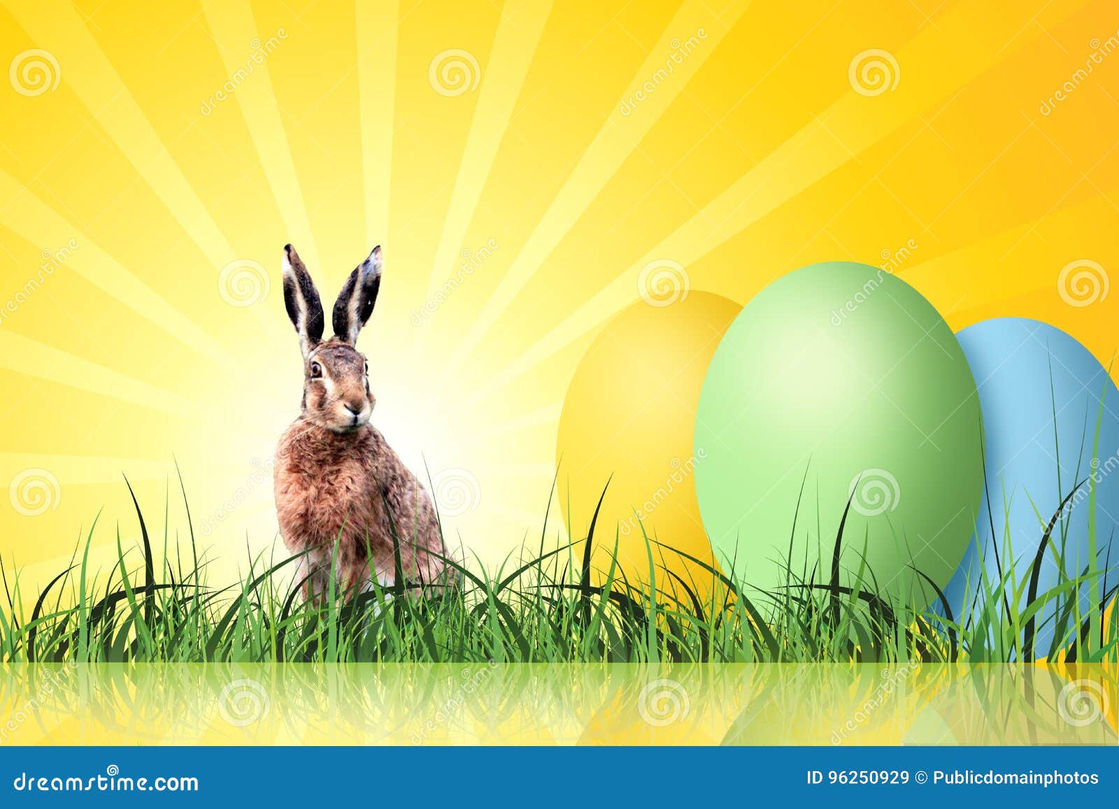 Expoplant Acquista Online Nepeta X Faassenii Erba Lepre