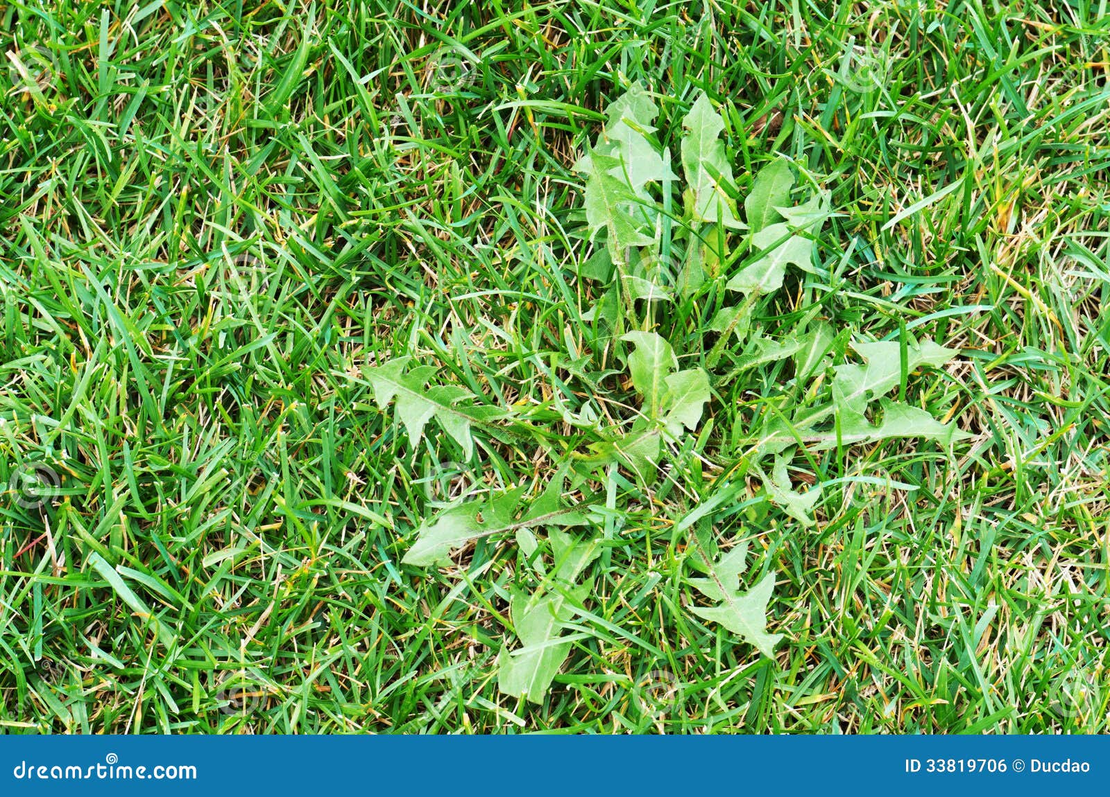 Labirinto Di Croce Di Gatto. Labirinto Per Bambini. Libro Da Colorare Illustrazione Vettoriale - Foto 6