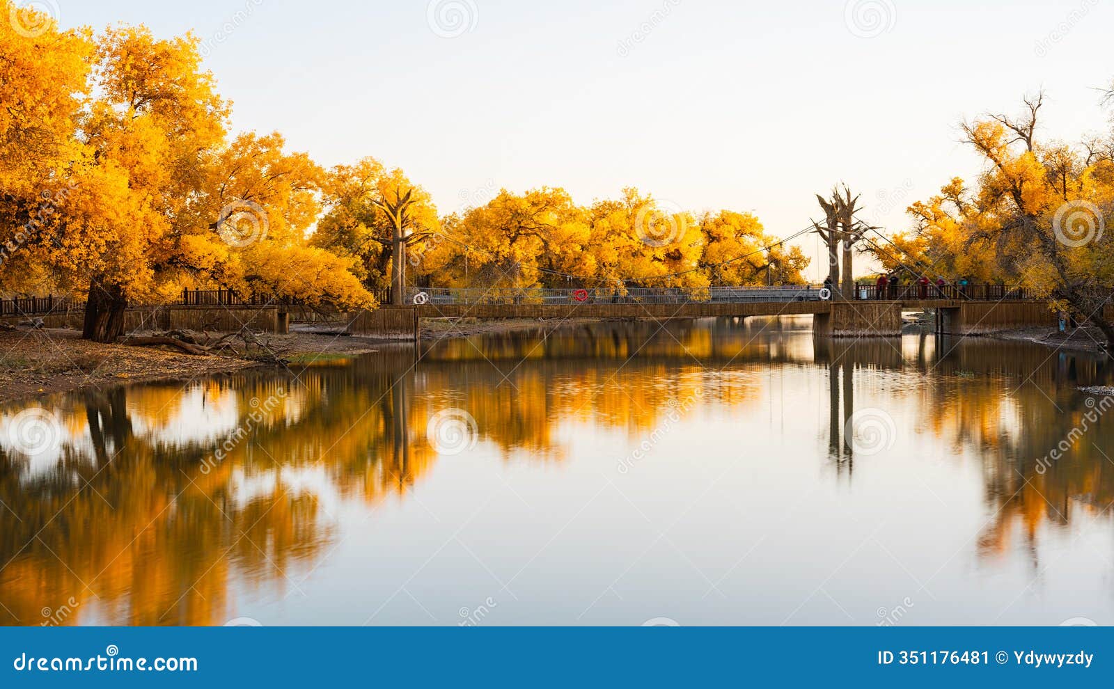 erdao bridge scenery in ejina populus euphratica forest, inner mongolia, china
