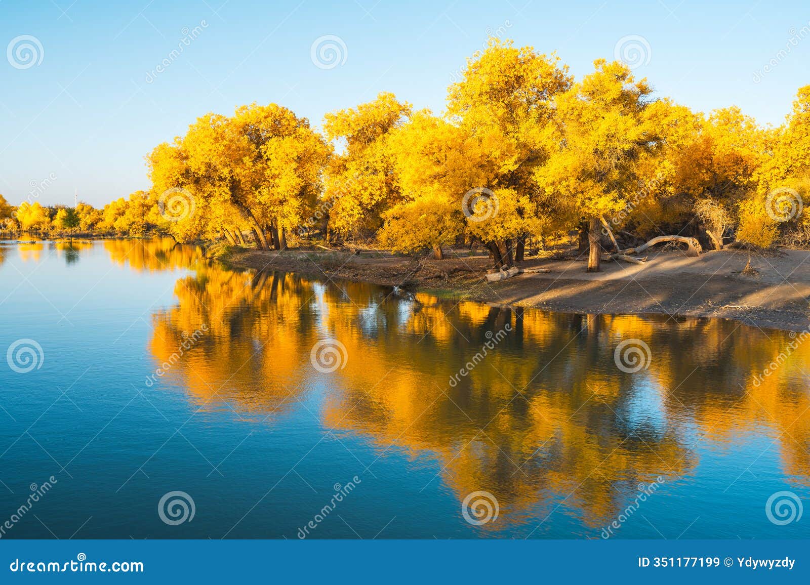 erdao bridge scenery in ejina populus euphratica forest, inner mongolia, china