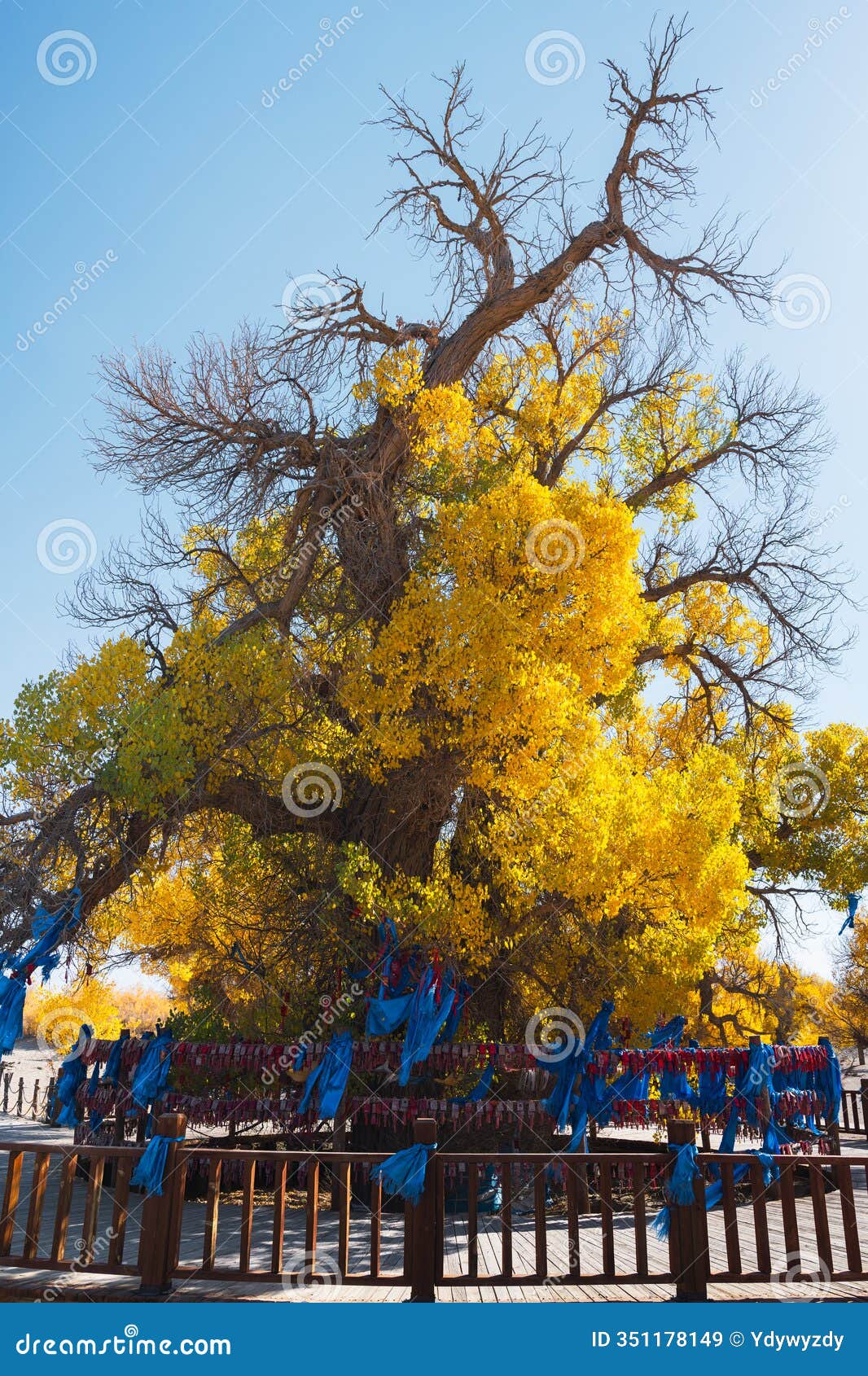 erdao bridge scenery in ejina populus euphratica forest, inner mongolia, china