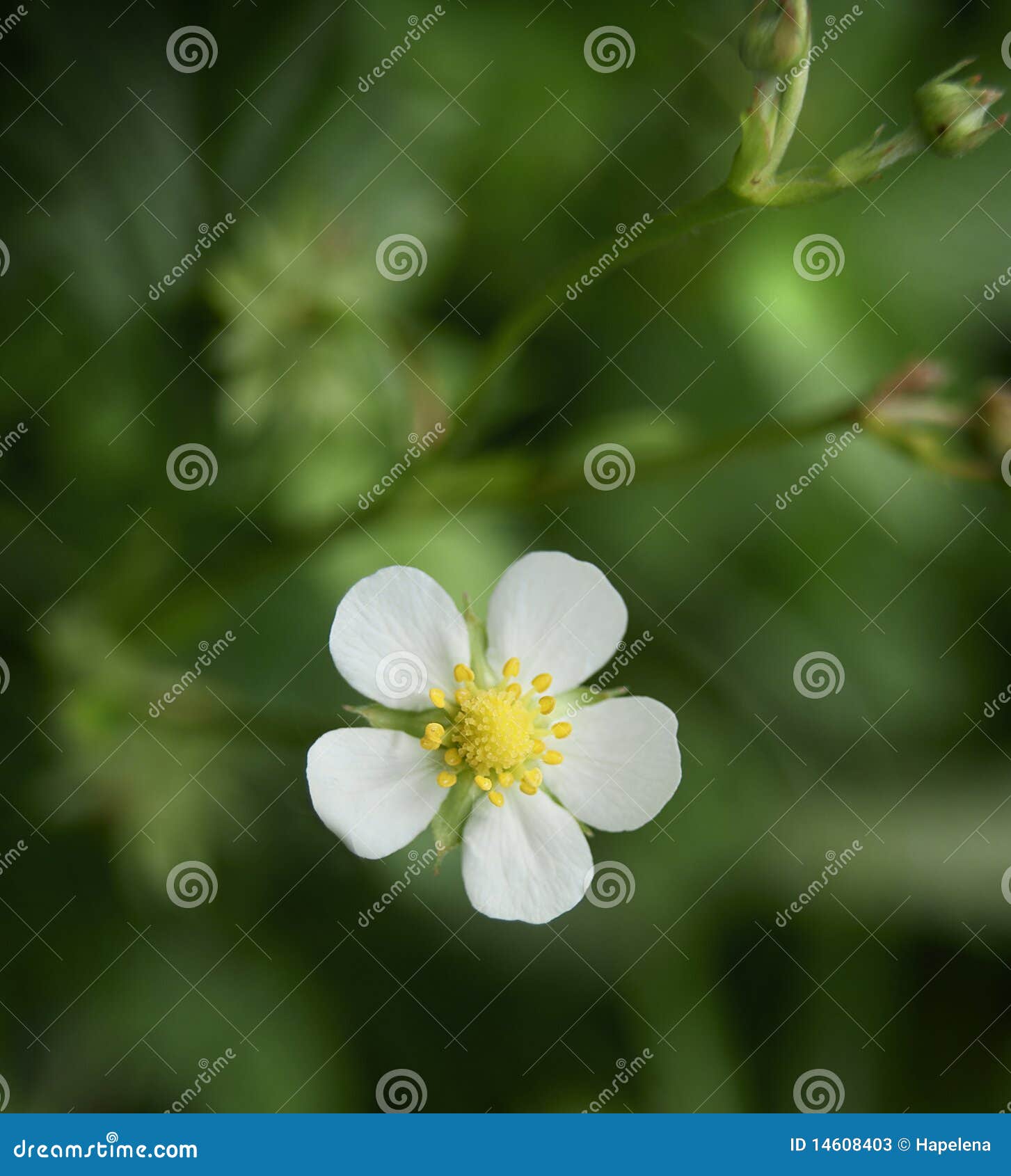 Weiße Erdbeereblume auf dem Grün