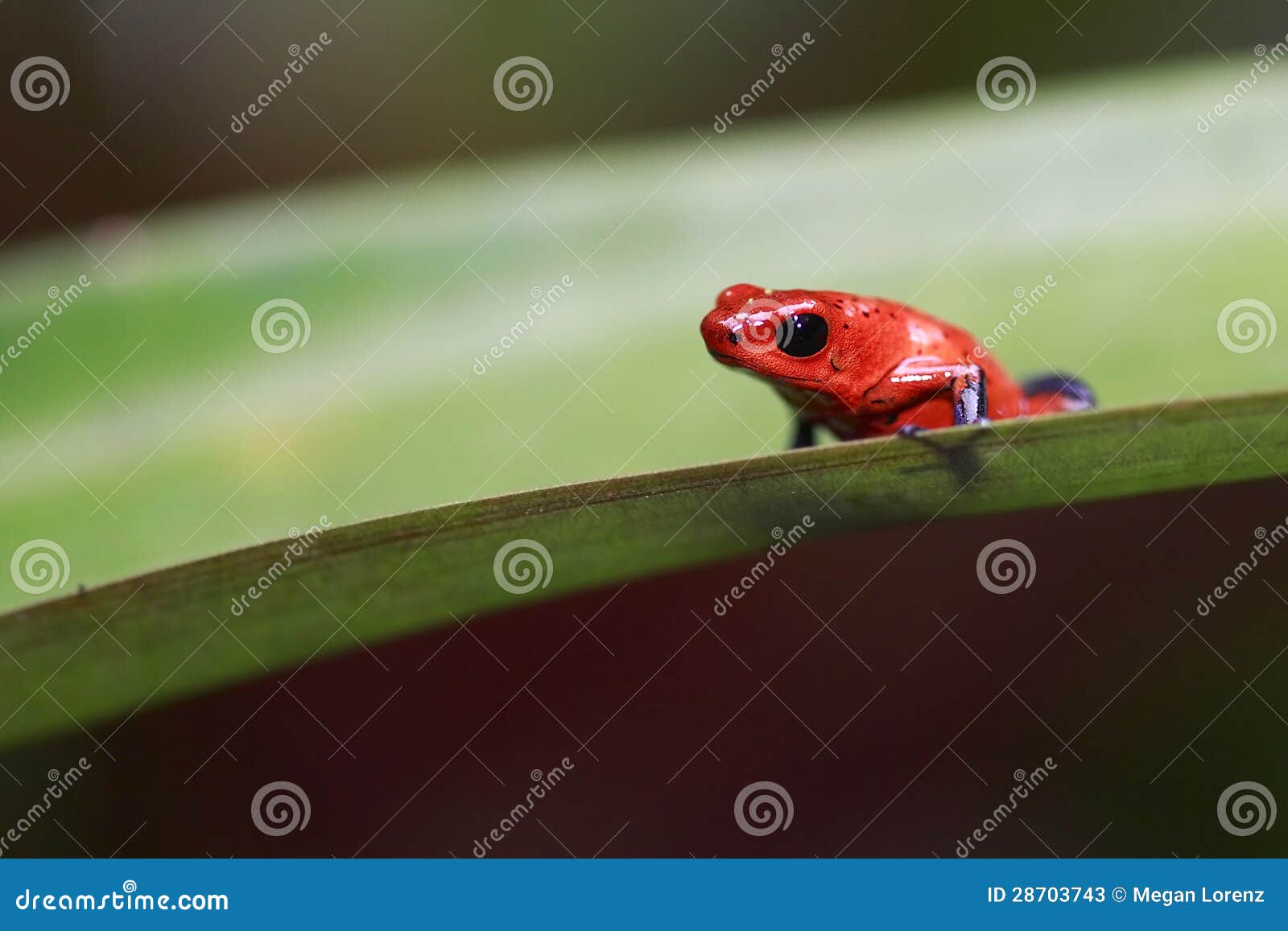 Nahaufnahme eines kleinen Erdbeergift-Pfeil-Frosches in Sarapiqui, Costa Rica.