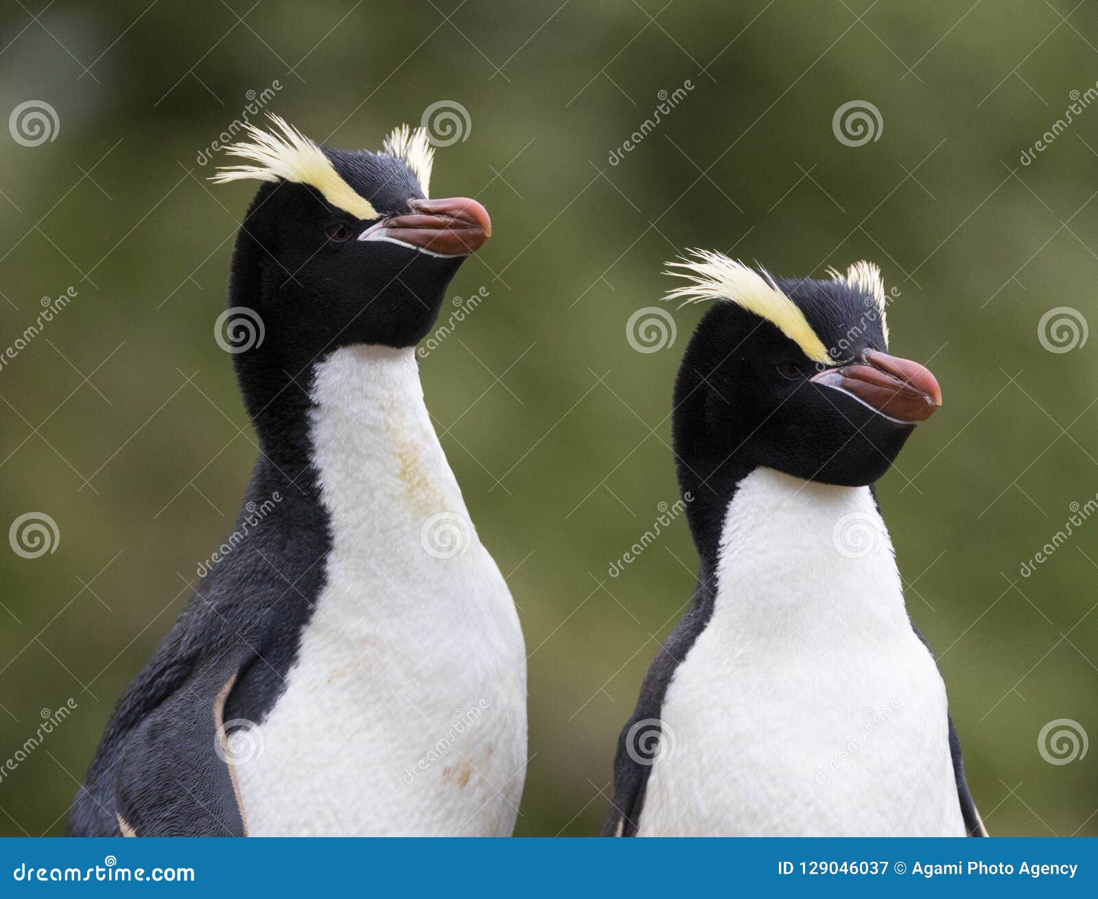 erect-crested penguin, eudyptes sclateri