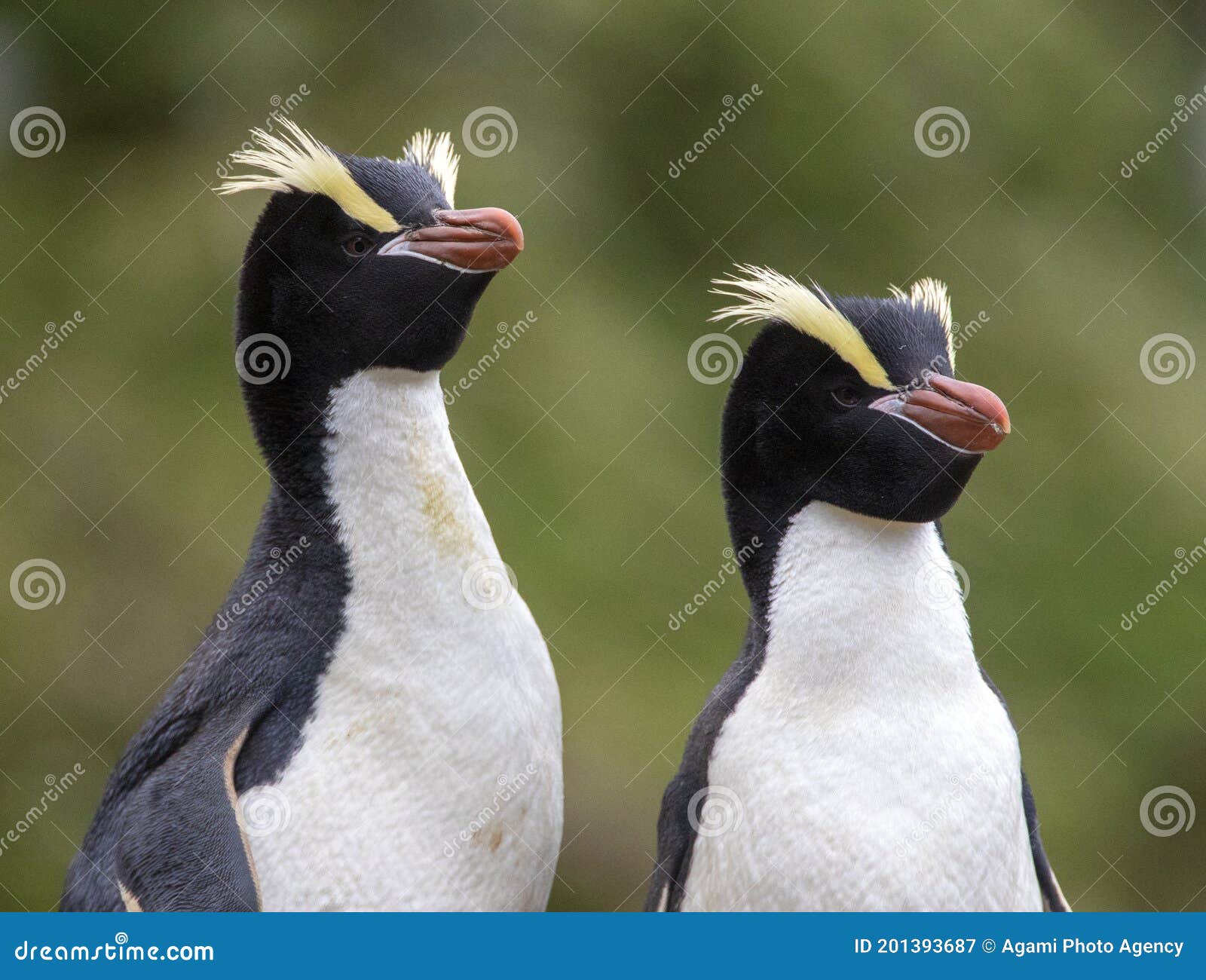 erect-crested penguin, eudyptes sclateri