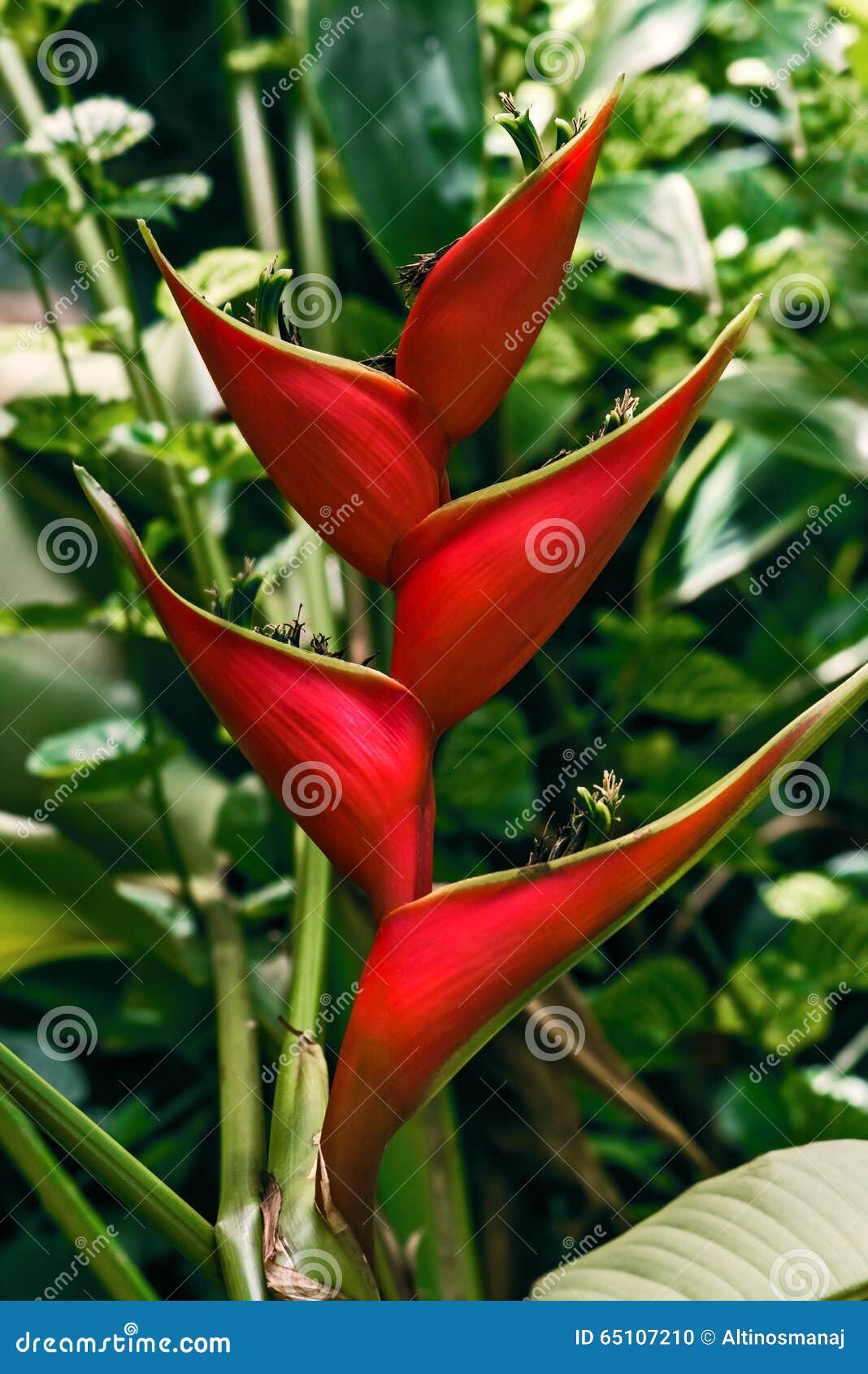 erect heliconia crab lobster claw tropical flower in the wild tobago jungle