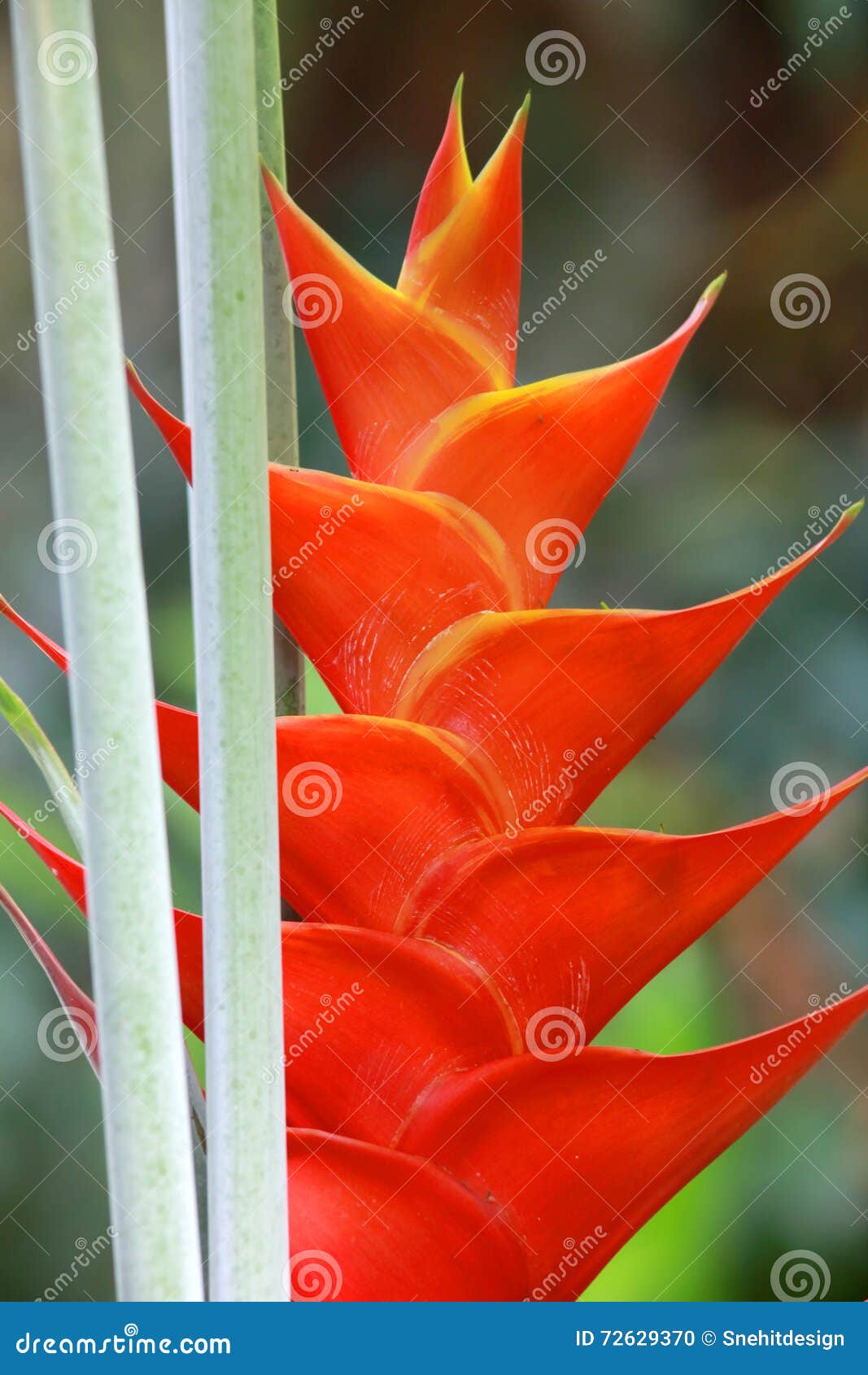 erect heliconia flower