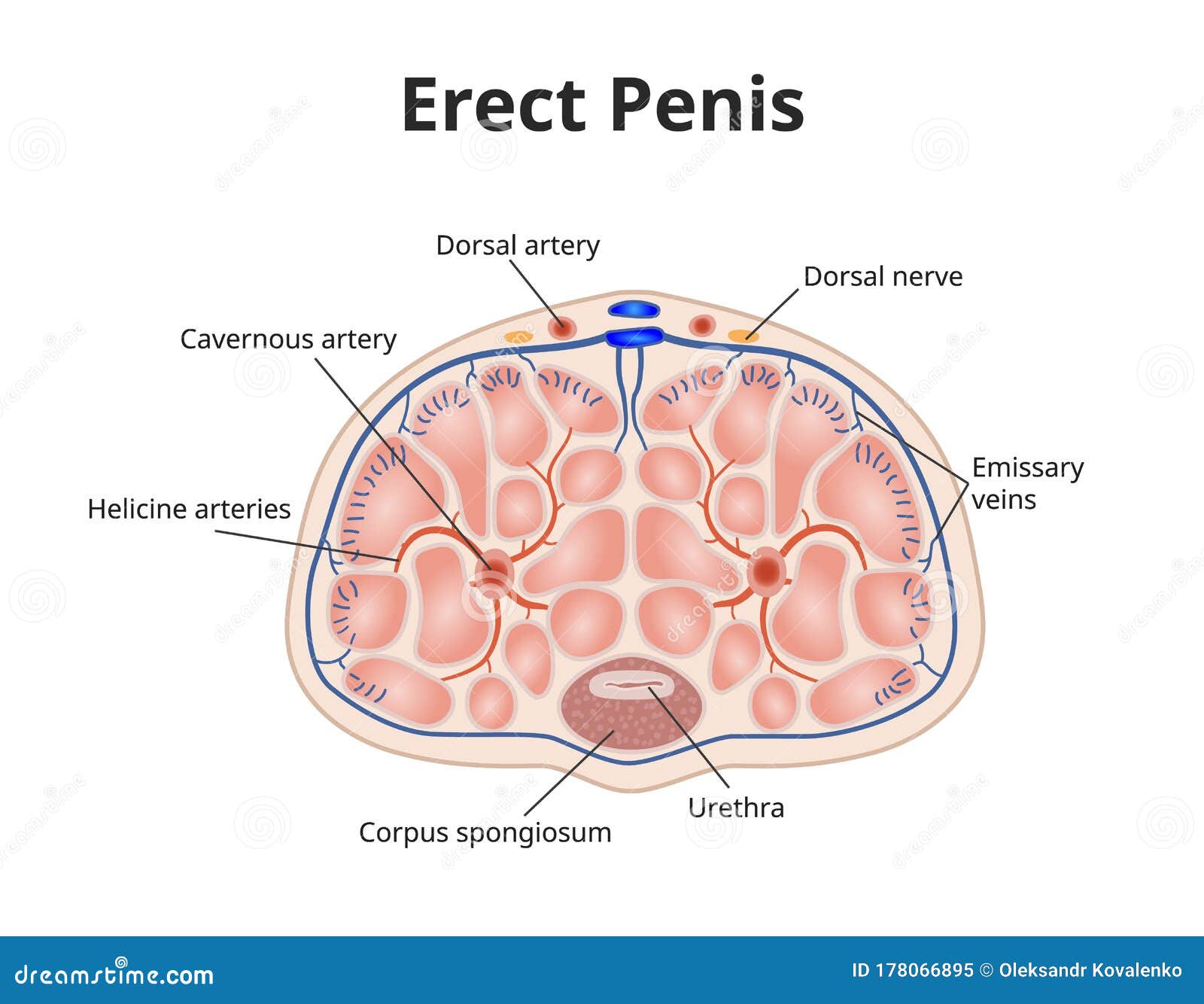 erect penis anatomy.  of male erection physiology