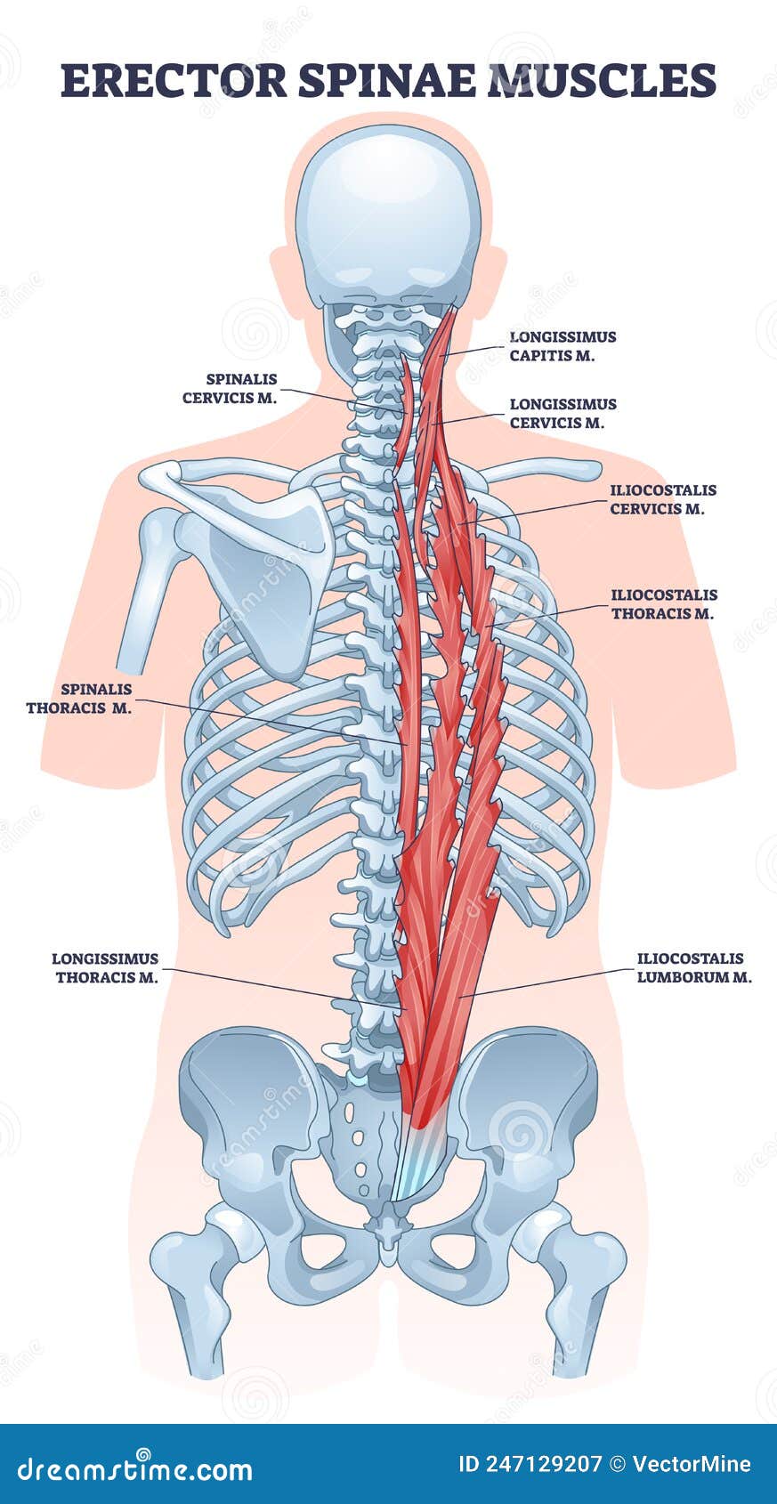 erector spinae muscles with human back muscular system outline diagram