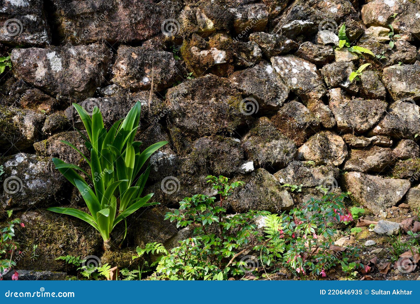 Eremurus Robustus, Lily Plant Growing on Rock Wall Stock Image Image of exotic, beautiful