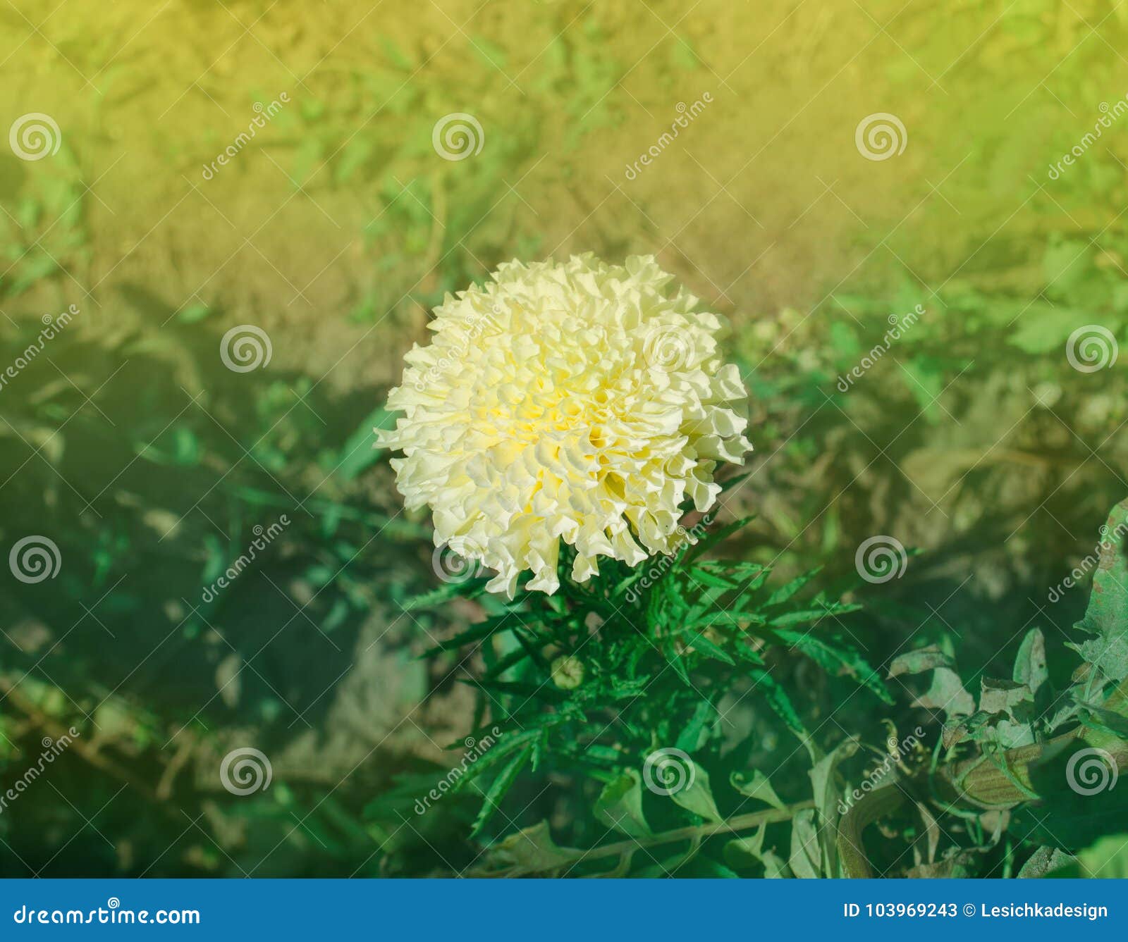 Ereta Branco Africano Do Cravo-de-defunto Ou Dos Tagetes Imagem de Stock -  Imagem de jardim, verde: 103969243